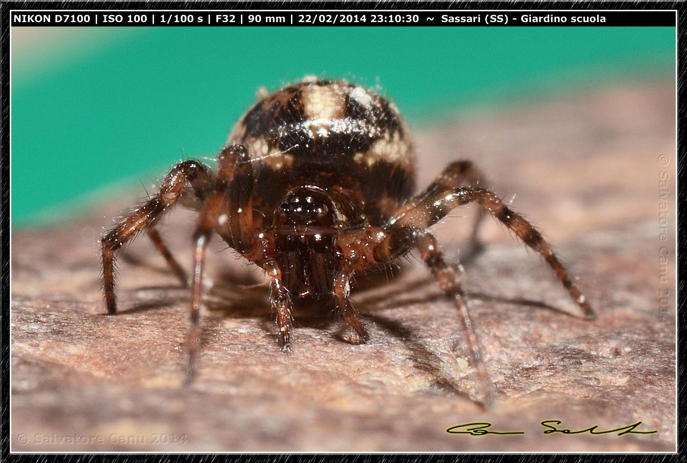 Steatoda grossa e Enoplognatha mandibularis - Sassari